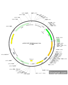 pCMV-EGFP-SDHB(human)-Neo