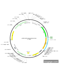 pCMV-EGFP-BZLF1(virus)-Puro
