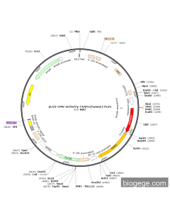 pLV3-CMV-mCherry-TAAR1(human)-Puro