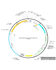 pIGF2BP3(human)-Fluc-SV40-hRluc-Neo