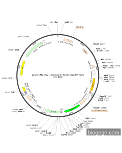 pLV3-CMV-Cav1(mouse)-3×FLAG-CopGFP-Puro