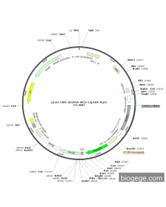 pLV3-CMV-RREB1(human)-circRNA-EF1a-CopGFP-Puro
