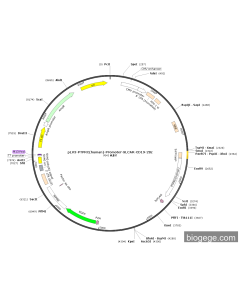 pLV3-PTPRC(human)-Promoter-SLCAR-CD19-28z