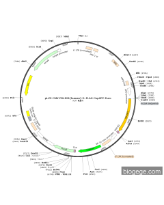 pLV3-CMV-PDLIM1(human)-3×FLAG-CopGFP-Puro