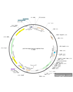 pLV3-U6-Spp1(mouse)-sgRNA2-Puro