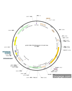 pLV3-CMV-PTEN(human)-3×FLAG-Neo