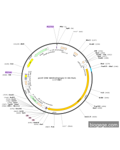 pLV3-CMV-ABCB1(human)-3×HA-Puro
