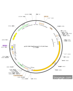 pLV3-CMV-Myrf(mouse)-3×FLAG-Puro
