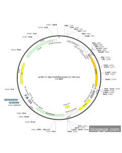 pCMV-3×Myc-PGAM5(human)-6×His-Neo