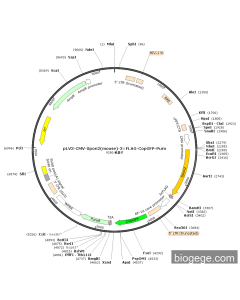 pLV3-CMV-Spon2(mouse)-3×FLAG-CopGFP-Puro