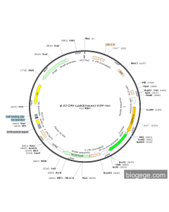 pLV3-CMV-Lgals3(mouse)-EGFP-Neo