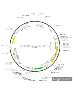 pLV3-CMV-P2RX4(human)-EF1a-CopGFP-Puro