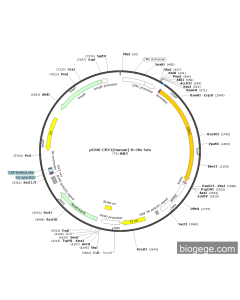 pCMV-CRY1(human)-8×His-Neo