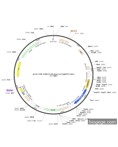 pLV3-CMV-H2BC21(human)-mTagBFP2-Puro