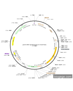 pLV3-CMV-Cpa4(mouse)-3×FLAG-Puro