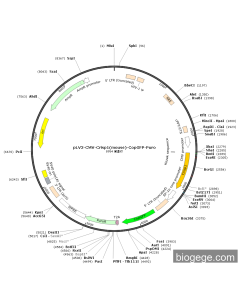 pLV3-CMV-Crisp1(mouse)-CopGFP-Puro