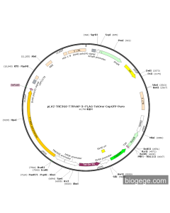 pLV2-TRE3GS-T7RNAP-3×FLAG-TetOne-CopGFP-Puro