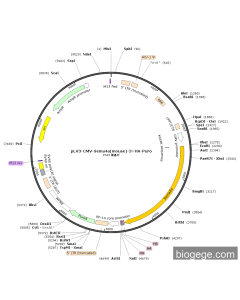 pLV3-CMV-Sema4a(mouse)-3×HA-Puro
