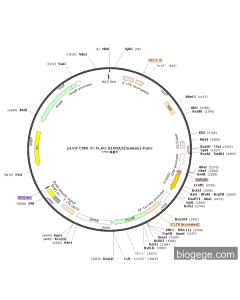 pLV3-CMV-3×FLAG-S100A2(human)-Puro