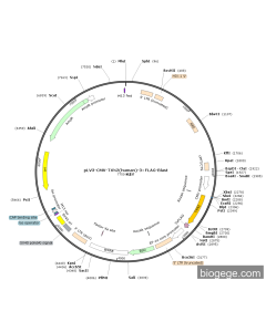 pLV3-CMV-TXN2(human)-3×FLAG-Blast