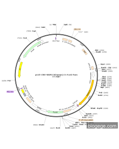 pLV3-CMV-MAPK13(human)-3×FLAG-Puro