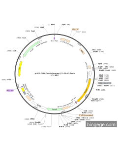 pLV3-CMV-Draxin(mouse)-3×FLAG-Puro