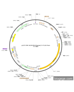 pLV3-CMV-ALDH18A1(human)-3×FLAG-Puro