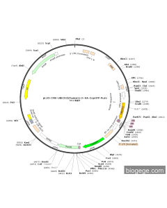 pLV3-CMV-UBE2G2(human)-3×HA-CopGFP-Puro