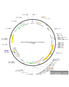 pLV3-CMV-Bmp10(mouse)-3×FLAG-Puro