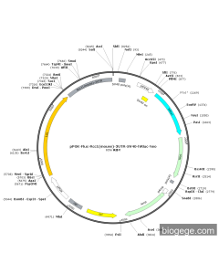 pPGK-Fluc-Rcc1(mouse)-3UTR-SV40-hRluc-Neo