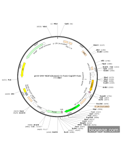 pLV3-CMV-MGST1(human)-3×FLAG-CopGFP-Puro