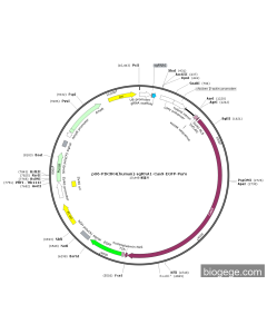 pU6-PIK3R4(human)-sgRNA1-Cas9-EGFP-Puro