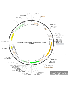 pLV3-CMV-B3gnt7(mouse)-3×FLAG-CopGFP-Puro