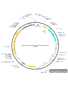 pPGK-Fluc-Pola1(mouse)-3UTR-SV40-hRluc-Neo