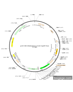 pLV3-CMV-USA(human)-3×FLAG-CopGFP-Puro