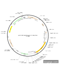 pLV2-CMV-Usp2(mouse)-2-3×Myc-Puro