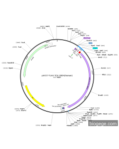 pUC57-FLAG-TEV-CRBN(human)