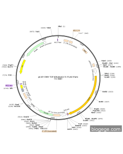 pLV3-CMV-TCF4(human)-3×FLAG-Puro