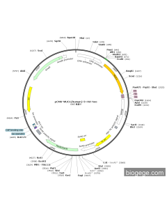 pCMV-MUC1(human)-3×HA-Neo