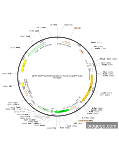 pLV3-CMV-MAPK9(human)-3×FLAG-CopGFP-Puro