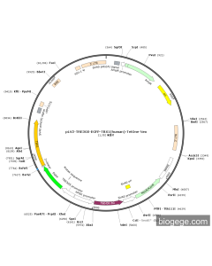 pLV2-TRE3GS-EGFP-TBX1(human)-TetOne-Neo