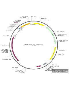 pET28b-6×His-TEV-Lgals7(mouse)