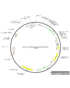 pLKO.1-U6-PAK4(human)-shRNA2-PGK-Puro