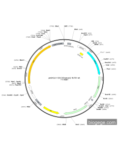 pmirGLO-CDC7(human)-3UTR-wt