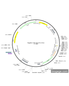 PiggyBac-CMV-MCS-EF1a-Puro