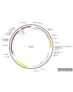 pGEX-4T3-BMP7(human)(293-431aa)-6×His