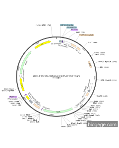 pLKO.1-U6-STAT1(human)-shRNA3-PGK-Hygro