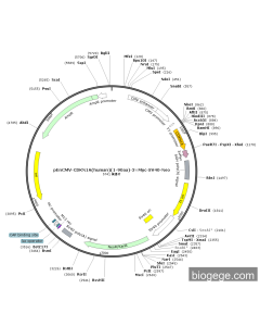 pEnCMV-CDKN1A(human)(1-90aa)-3×Myc-SV40-Neo
