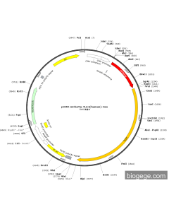 pCMV-mCherry-TLE4(human)-Neo