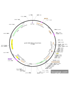 pLV3-CMV-MCS-3×FLAG-Puro